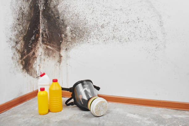 Best Local Mold Removal Service  in Woodland, CA