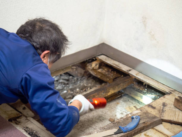 Best Mold Cleaning Services  in Woodland, CA