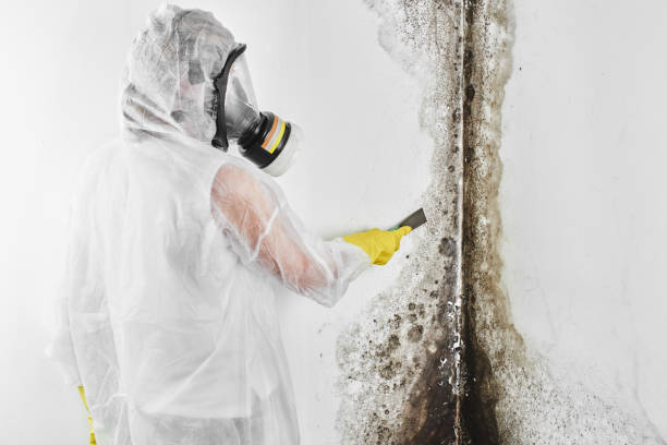 Best Emergency Mold Removal  in Woodland, CA