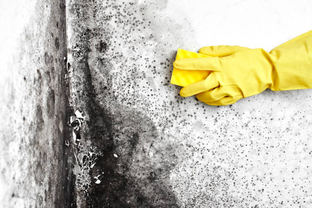 Best Mold Cleaning Services  in Woodland, CA