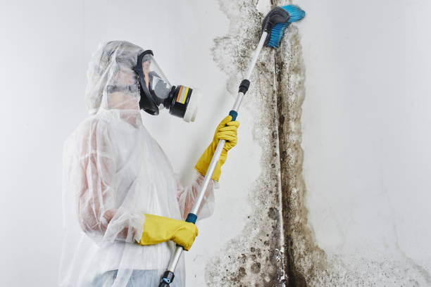 Best Black Mold Removal  in Woodland, CA