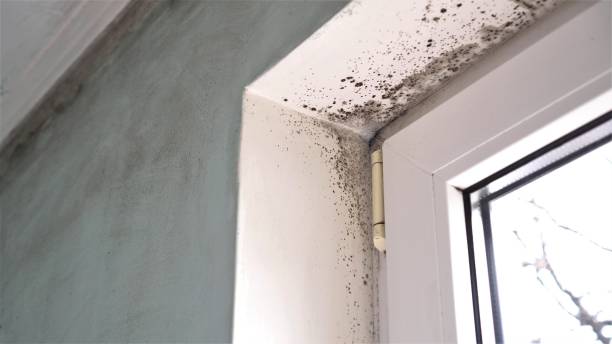 Attic Mold Removal in Woodland, CA