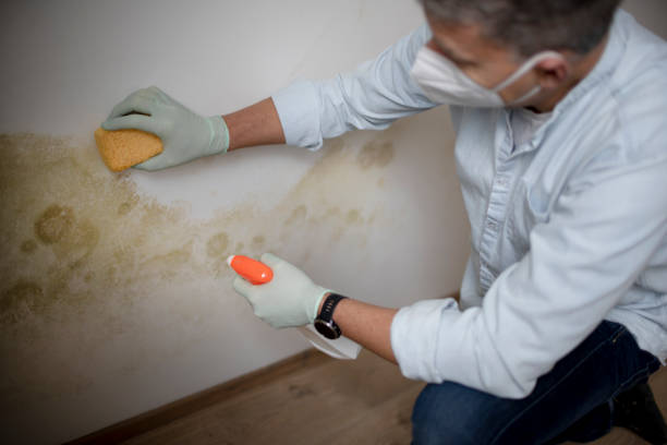 Best Mold Remediation  in Woodland, CA