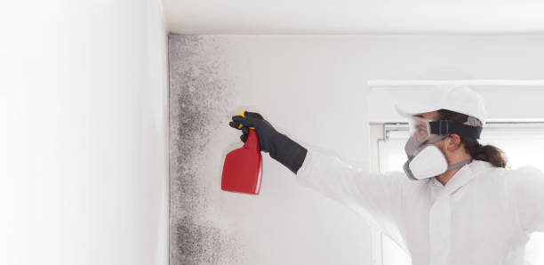 Best Certified Mold Removal  in Woodland, CA