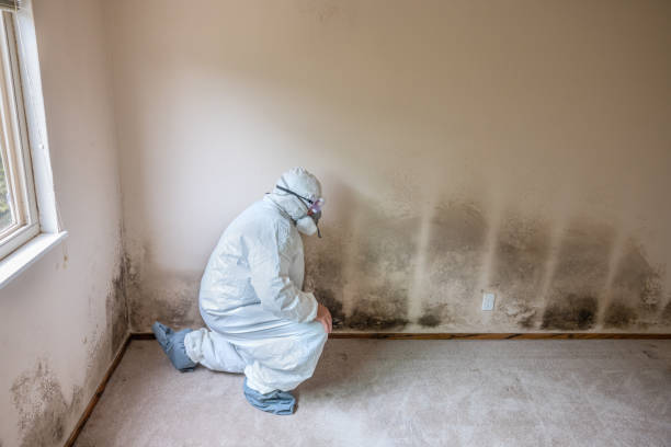 Best Mold Cleaning Services  in Woodland, CA