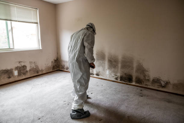 Best Professional Mold Removal  in Woodland, CA