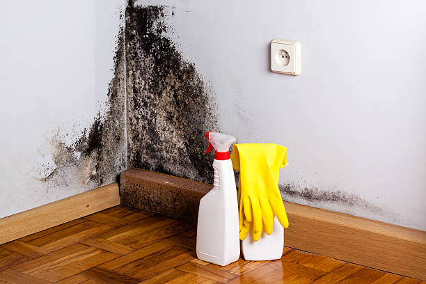 Professional Mold Removal in Woodland, CA