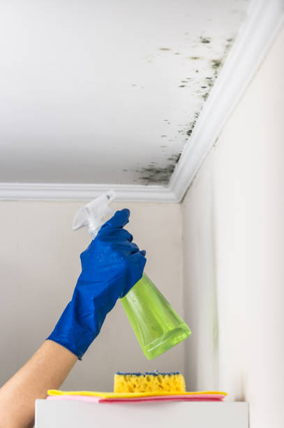 Best Attic Mold Removal  in Woodland, CA