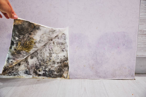 Best Mold Remediation  in Woodland, CA
